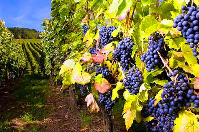 Фото: Экскурсии по виноградникам в Севастополе