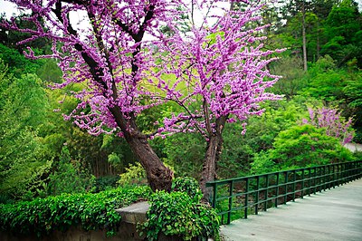 Фото достопримечательности: Ботанический сад в Тбилиси