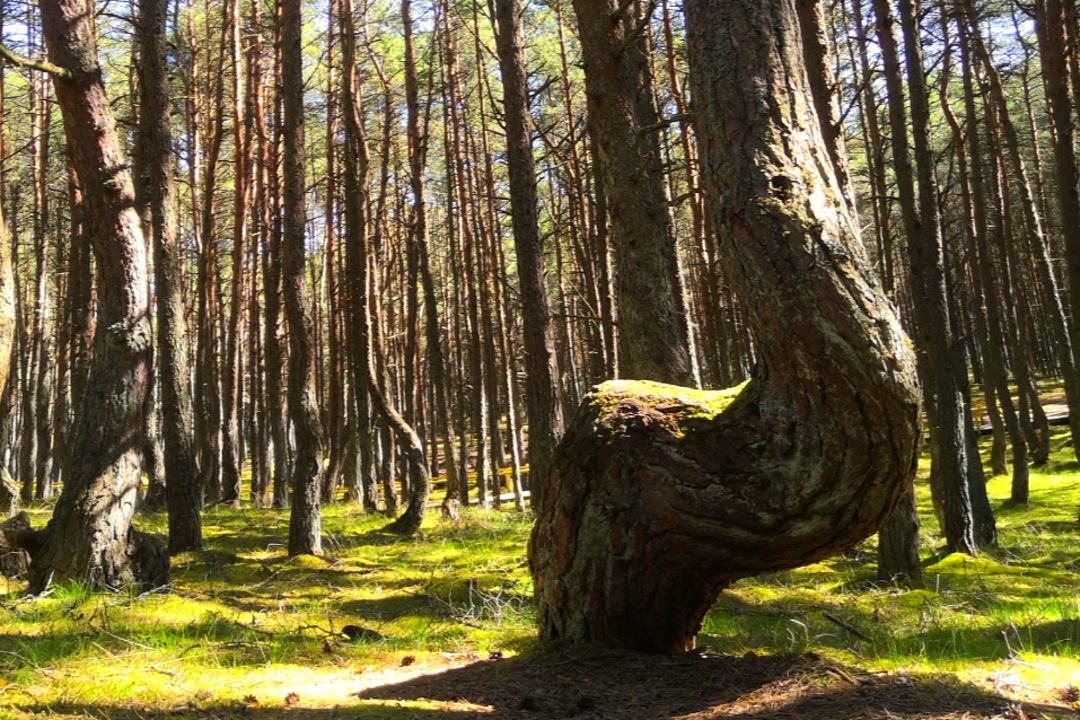 Танцующий лес | Калининград