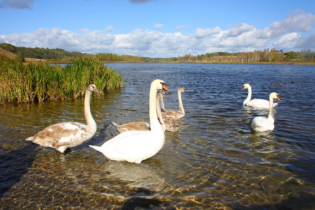 Лебеди на Городищенском озере, не улетают отсюда даже зимой | Псков