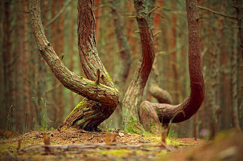 Танцующий лес | Калининград